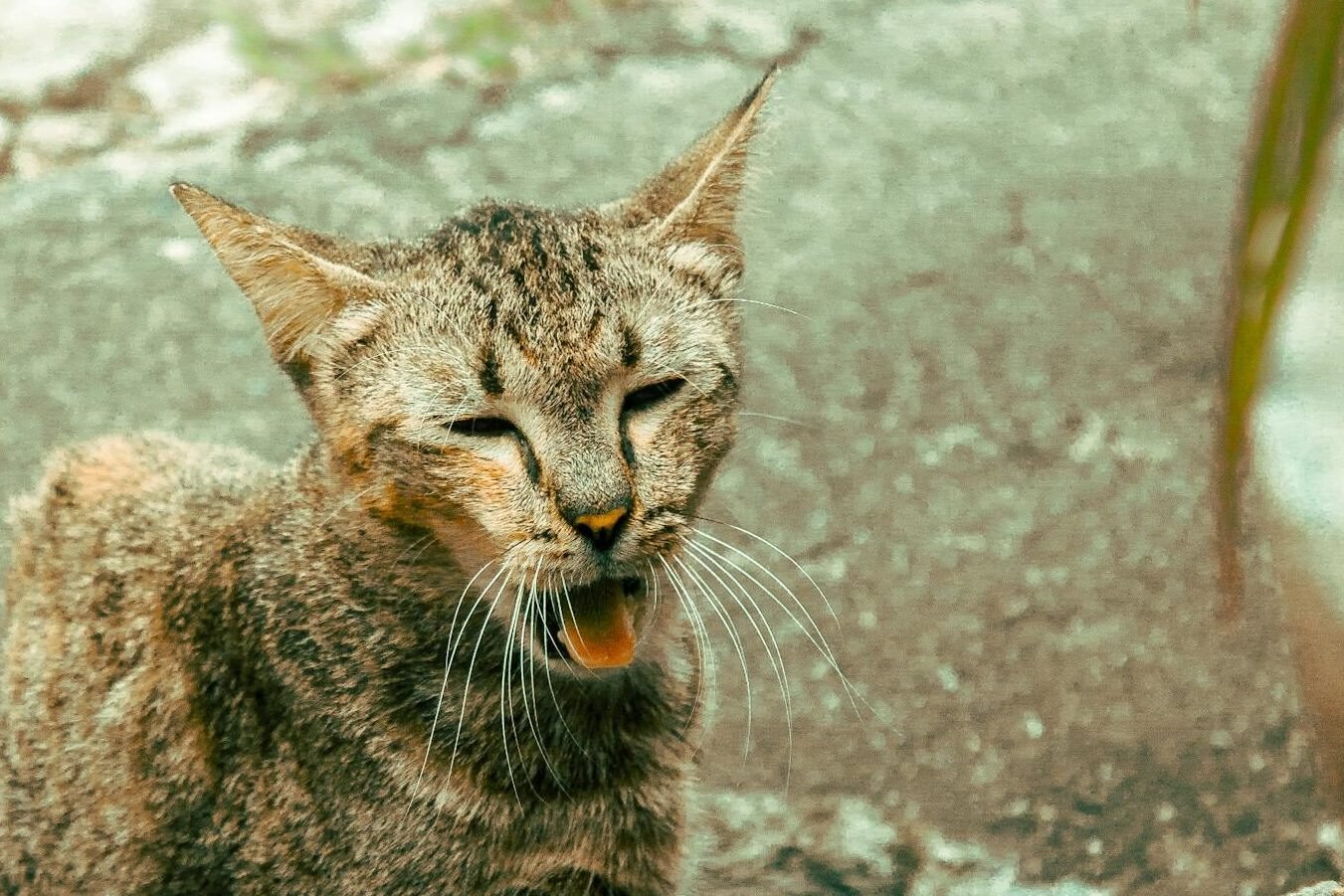 Mon chat éternue